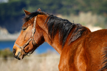 cheval et océan