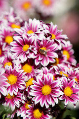 Obraz premium Flower