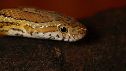 Kornnatter