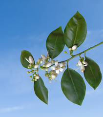 Orange flowers on sky background