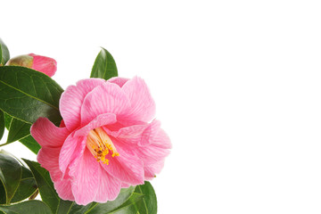 Camellia flower bud and leaves