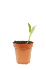 Seedling in a pot