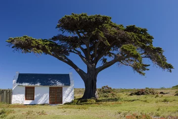 Foto op Canvas Kleine einsame Hütte unter großem Baum © RStutz