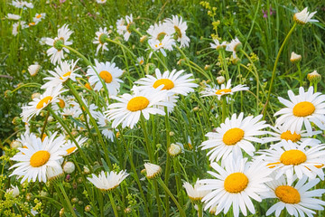 Spring flowers - Chamomile plant