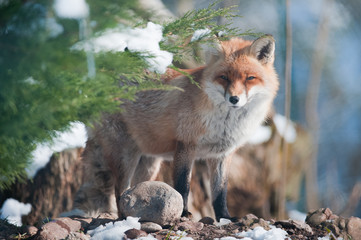 red fox standing in the forest