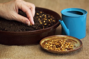 How to grow spring crop for Easter decoration