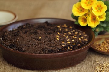 For Easter green crop  get  soil and seeds