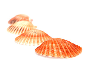 sea shells on white background