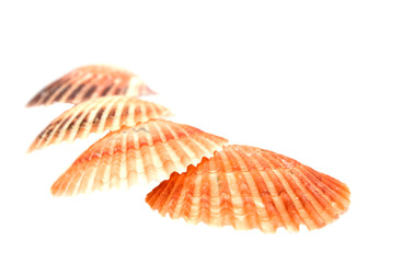 sea shells on white background