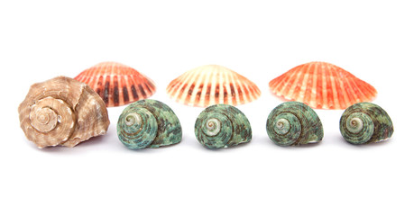 sea shells on white background