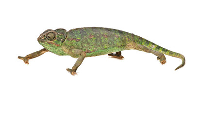 Chameleon isolated on white background