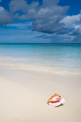 Fototapeta na wymiar Shell na piaszczystej plaży w pobliżu Blue zobaczyć latem