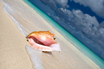 Shell on a white sand beach near blue see