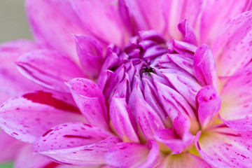 Macro view of pink flower dahlia