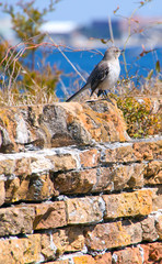 Mockingbird on old brick wall