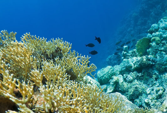 Fototapeta coral reef