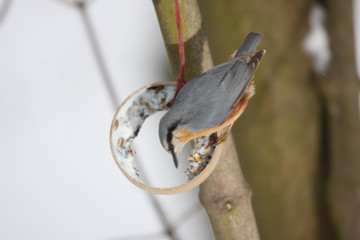 nuthatch