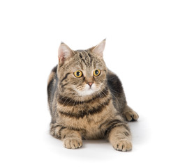 Fototapeta premium Cat