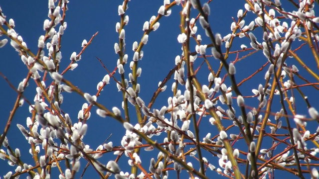 weidenkätzchen vor blauem himmel