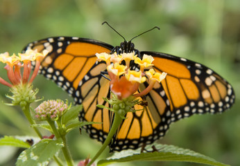 Monarch Butterfly Wingspan behind flower