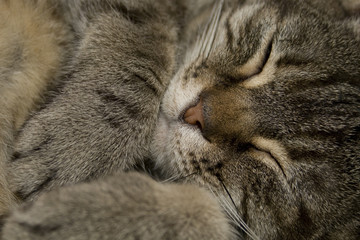 Fototapeta na wymiar Cat Napping closeup