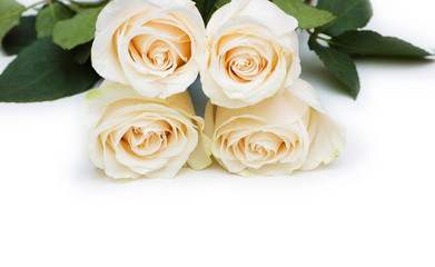 Red and white roses isolated on white