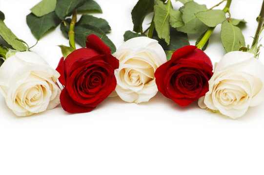 Red and white roses isolated on white