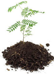 naissance acacia fond blanc