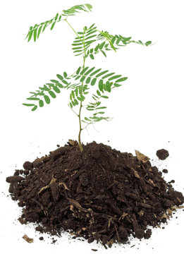 naissance acacia fond blanc
