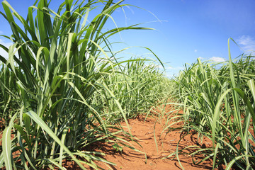 sugarcane farm