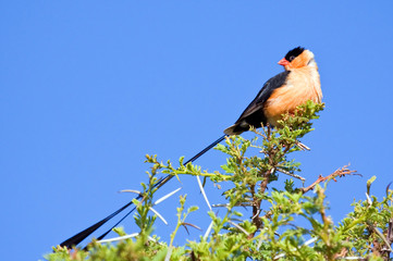 Pin-tailed whydah sitting on a thorn tree