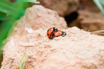 Ladybugs