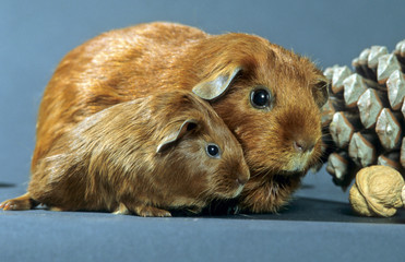 cochon d'Inde adulte et son petit cobaye