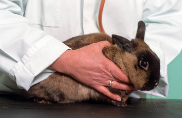 auscultation du lapin nain chez le vétérinaire