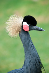 Fototapeta premium Grey Crowned Crane