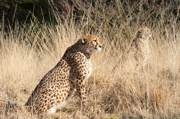 close-up of a beautiful cheetah