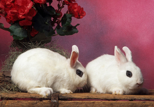 deux lapins nains Hotot &agrave; la queue leu leu