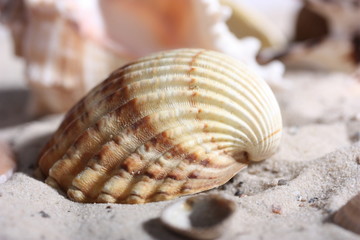 muschel im sand I