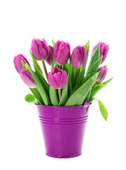 Fototapeta premium Purple tulips in bucket isolated on white background