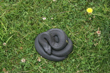 schwarze Schlange Australien