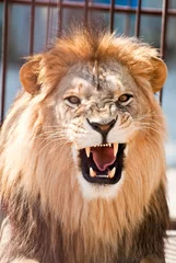 Store enrouleur tamisant Lion Lion