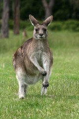 Naklejka na ściany i meble Känguru Wallaby - Tasmanien