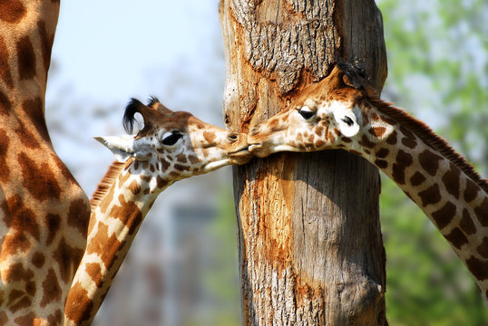 Girafons s'embrassant &agrave; cot&eacute; d'un tronc d'arbre