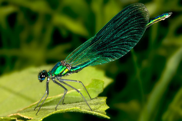 Green dragonfly