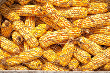 Fototapeta na wymiar Corn background