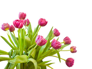 bouquet of the tulips
