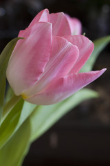 pink tulip