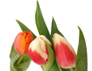 Naklejka premium Tulips bouquet