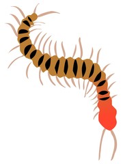 centipede