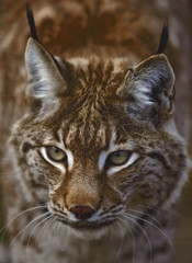 Lynx